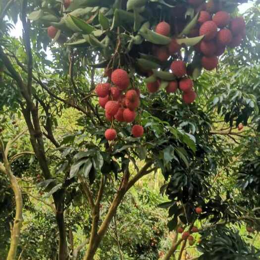 高州市广东茂名高州新鲜桂味荔枝现摘现发当天配送