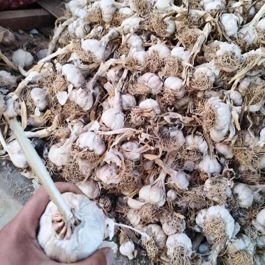 紫皮大蒜