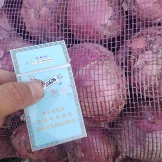 宁陵县河南二红紫皮红洋葱规格60起