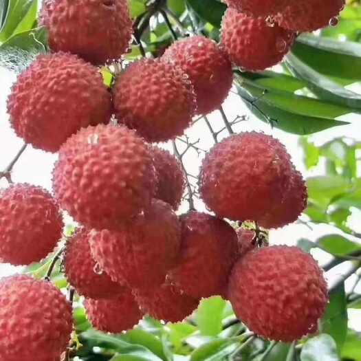 广州桂味荔枝