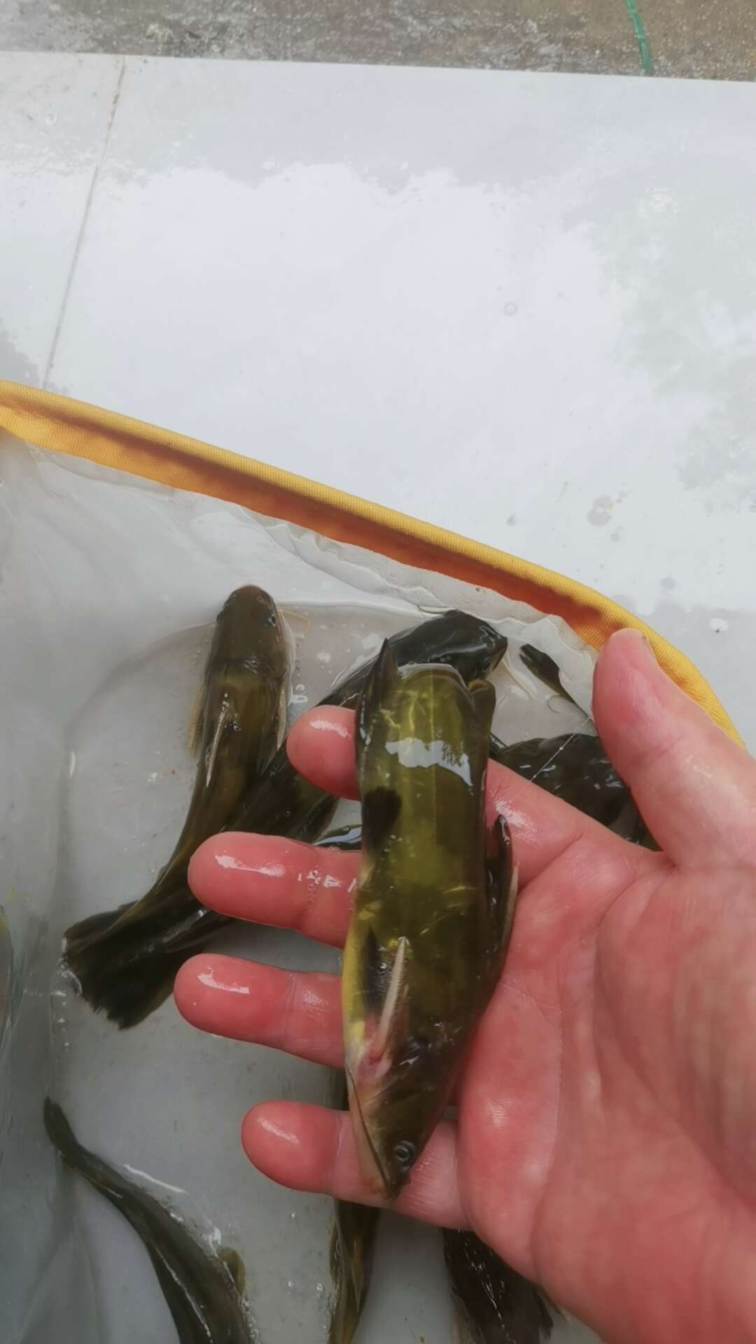 山区溪流鲜活黄骨鱼，纯，长沙芙蓉区直发高品质水产