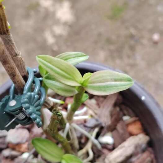兴安县铁皮石斛艺