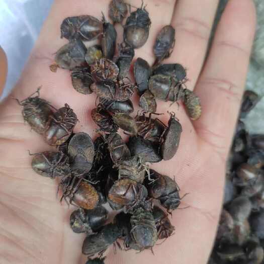 九香虫中药材九香虫正品打屁虫屁巴虫臭壳子虫