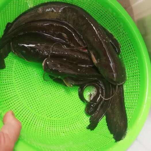 山区溪流土鲶鱼，纯，长沙芙蓉区直发高品质水