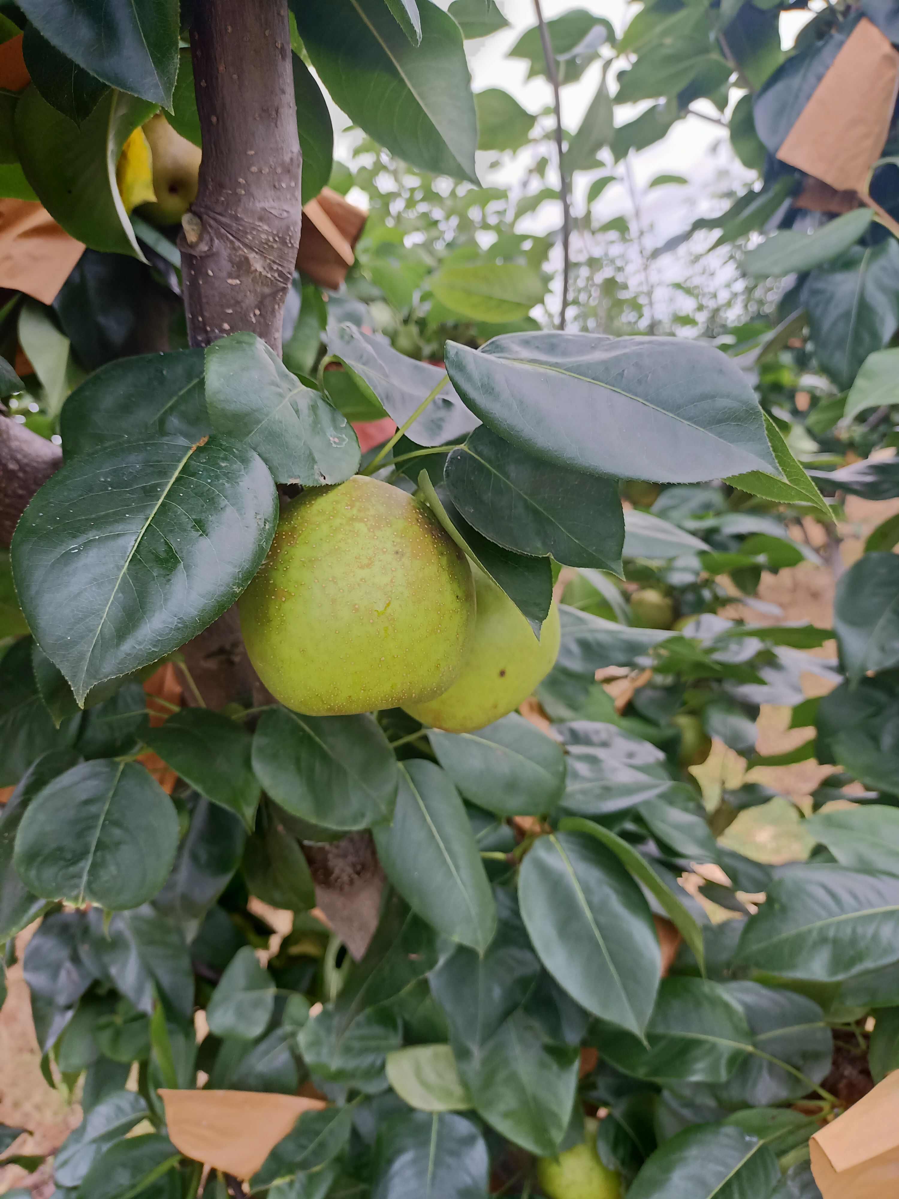早熟翠冠梨