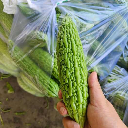枝江市湖北苦瓜大量上市
