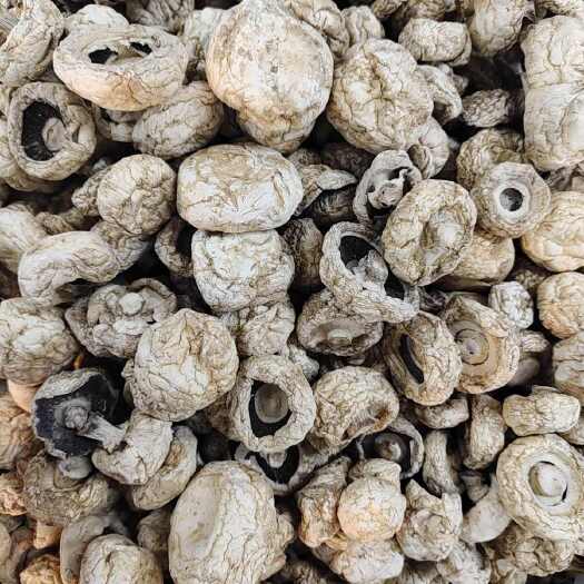 内蒙古特产新货口蘑干货白蘑菇干晒干煲汤无干燥剂净重