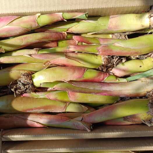 云南特产花卉地涌金莲千瓣莲花大型绿植种植精选花苞可食用