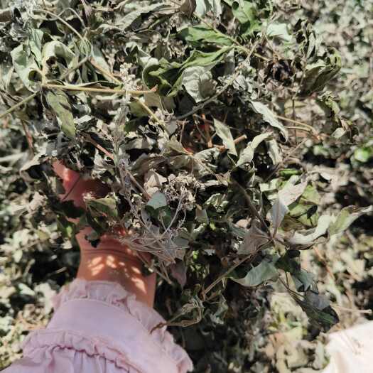 桂平市精品五指柑  黄荆