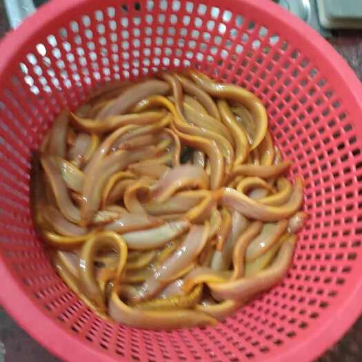 江门泥鳅。批发。