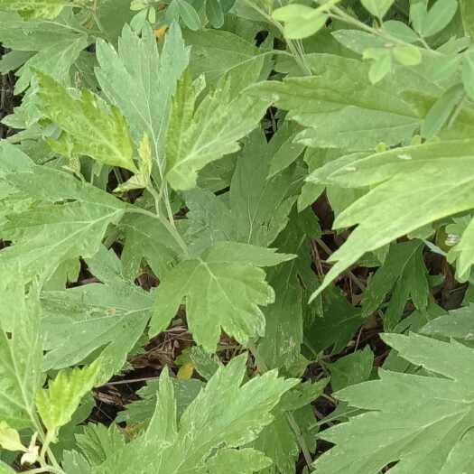 麻城市大别山麻城本地今年的头茬优质艾叶批发零售