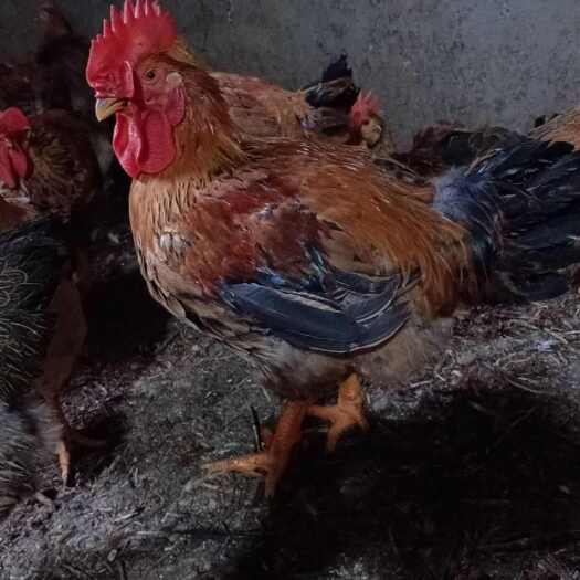 紫云县三黄鸡