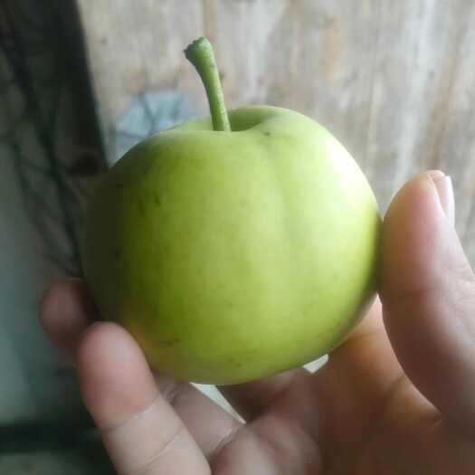 肥东县翠玉梨   苹果梨 皮薄  核小酥脆