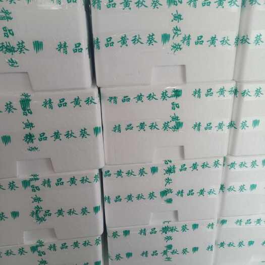 漳州市龙海区基地水果秋葵