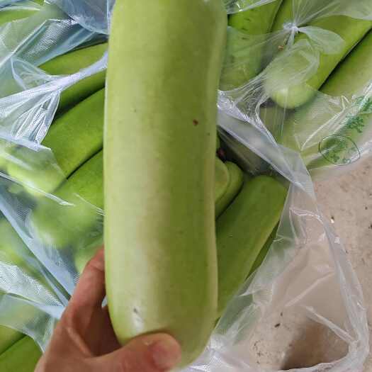 枝江市湖北瓠子瓜，条形好，皮毛亮