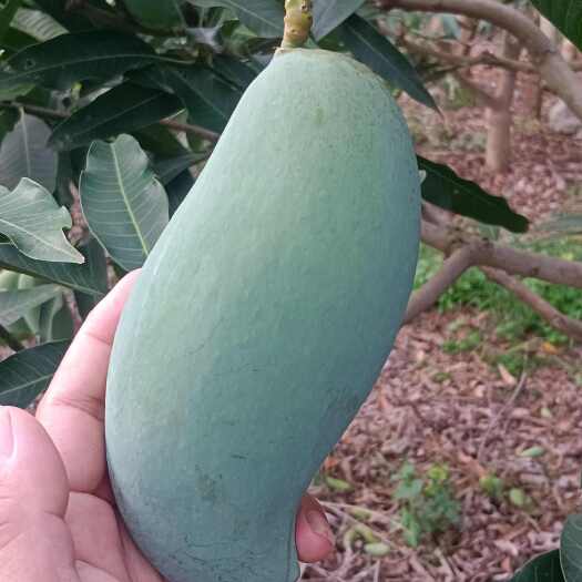 扶绥县桂七芒