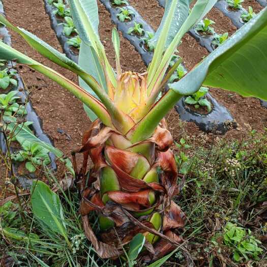 云南特产花卉地涌金莲千瓣莲花大型绿植种植精选花苞可食用