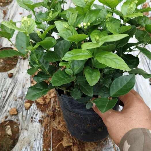 横州市重瓣茉莉  (杯苗)茉莉花苗包邮