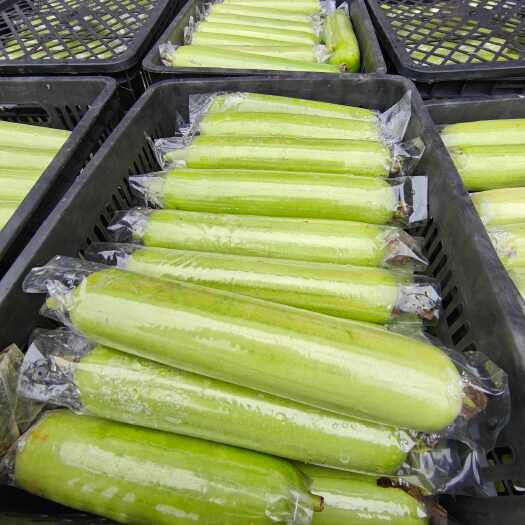 安顺贵州安顺新鲜白玉丝瓜 当日采摘绿色健康蔬菜 瓜菜类食材批发