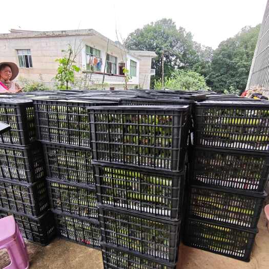 贵州安顺新鲜白玉丝瓜 当日采摘现发货 绿色健康食材