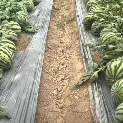 美都精品西瓜头荐无仔