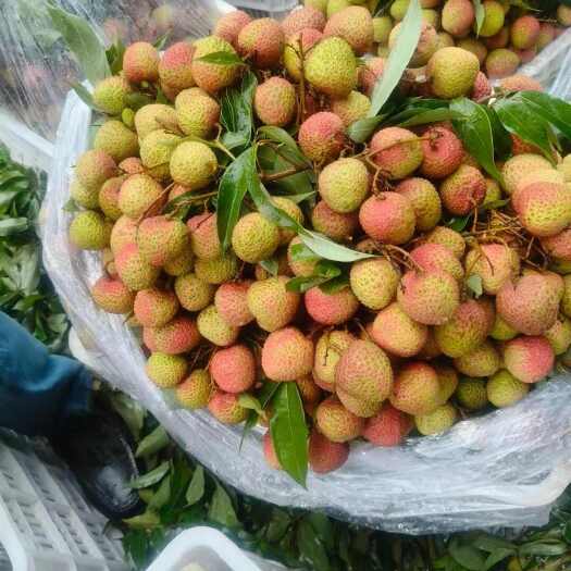 阳西县玉荷包荔枝