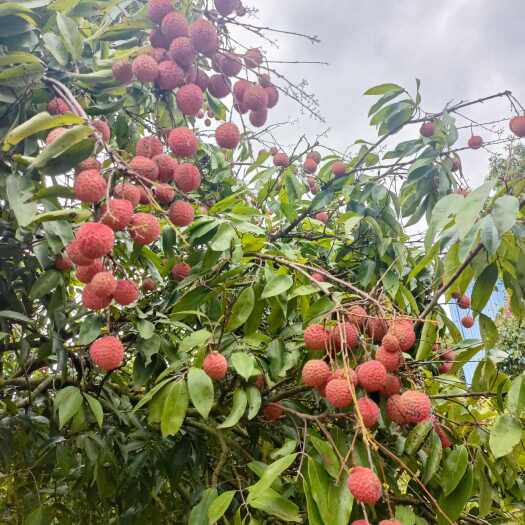 广西桂平新鲜桂味荔枝现摘现发个大核小汁多味甜
