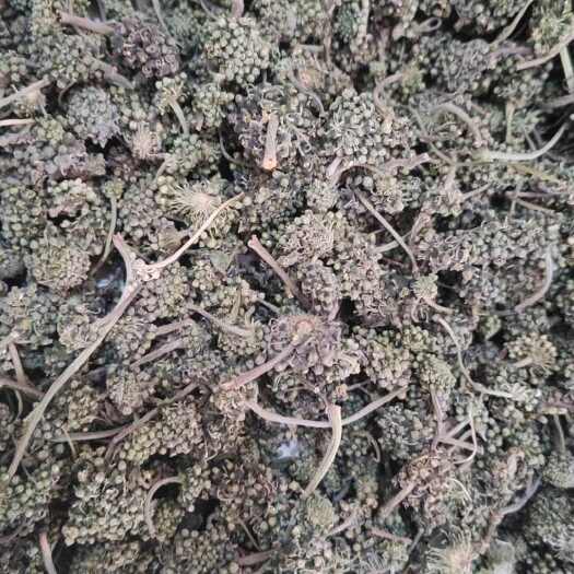 人参花  干货人参花  欢迎选购！