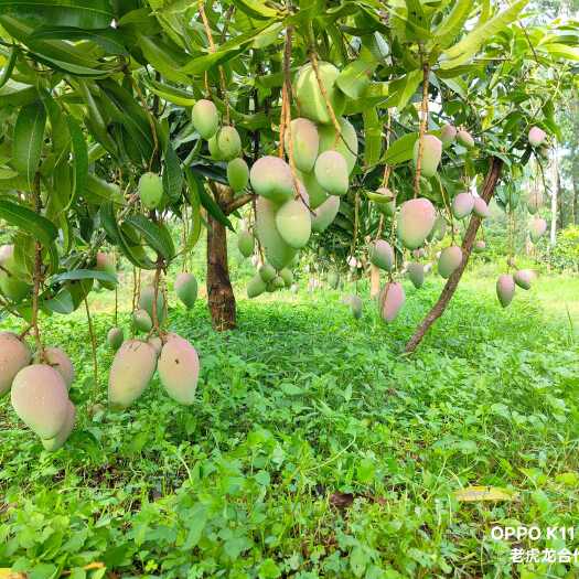 廉江市广东湛江廉江贵妃芒新鲜采摘现发货热带水果甜糯香滑