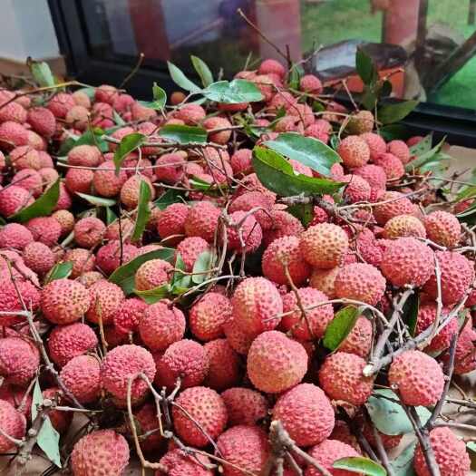 广州广东增城本地桂味荔枝 量大从优