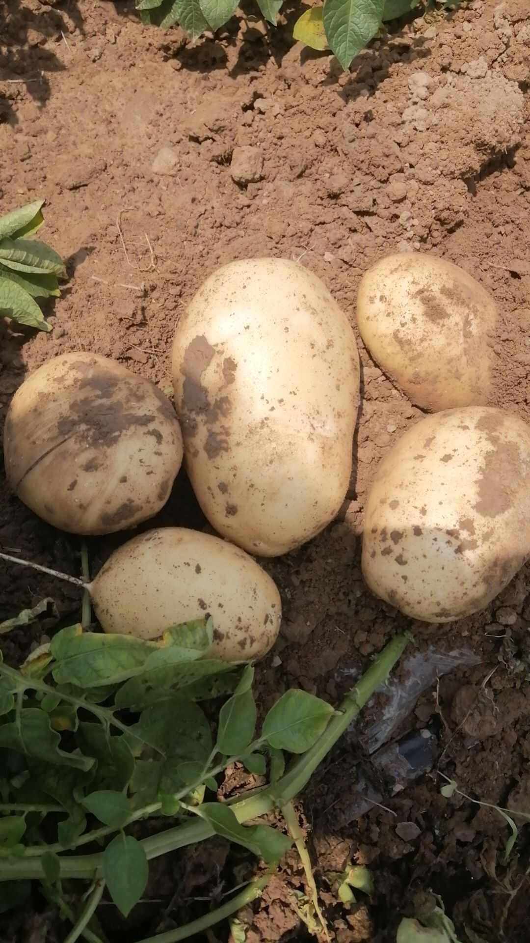 土豆沃土荷兰基地直发