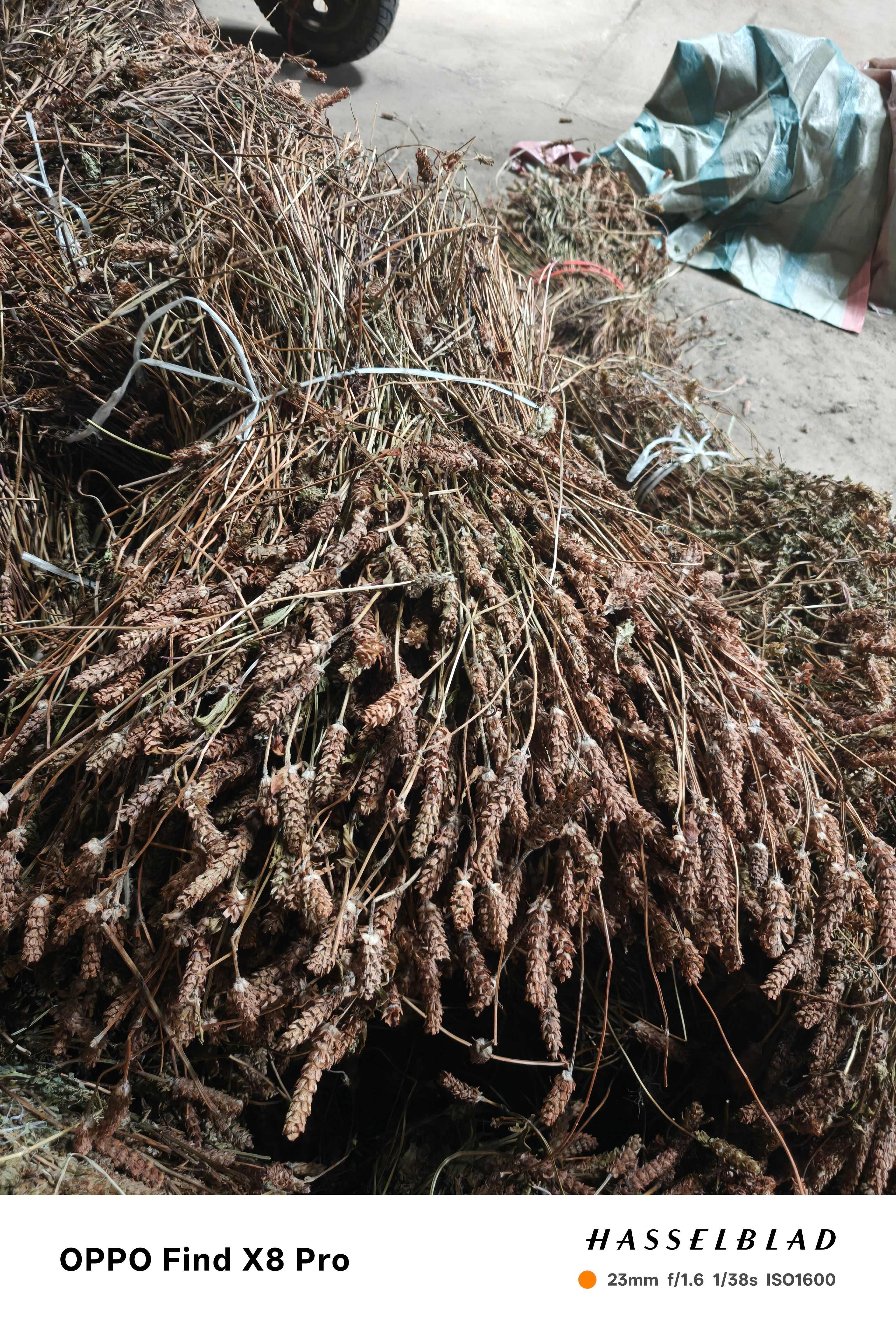 夏枯草  全草