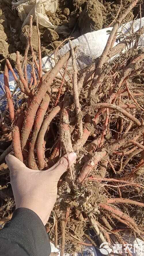 沂水县山东丹参