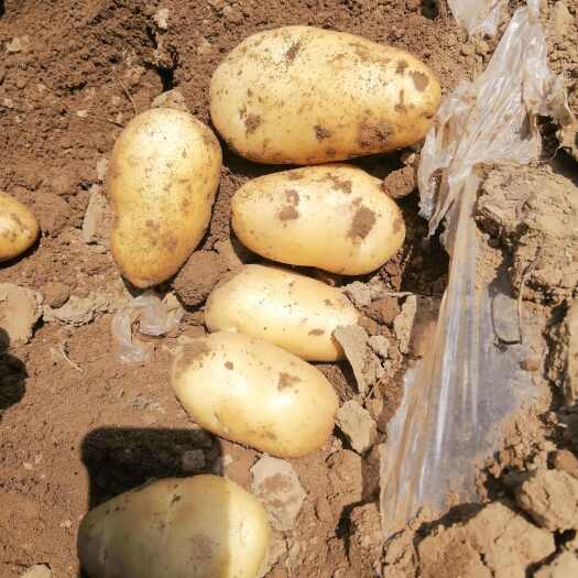 博野县土豆沃土荷兰基地直发