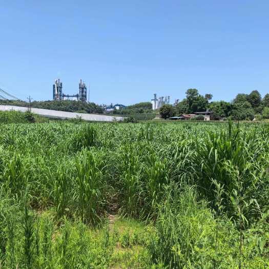 重庆市宜隆二号优质发酵饲草