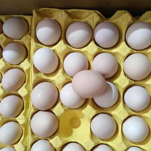 芜湖精品花凤，新鲜笼养土鸡蛋，玉米豆粕喂养