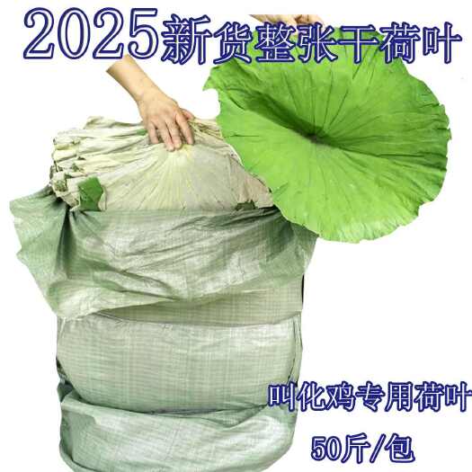 石城县2025年新货荷叶叫花鸡专用荷叶粽 整张干荷叶新鲜荷叶莲叶