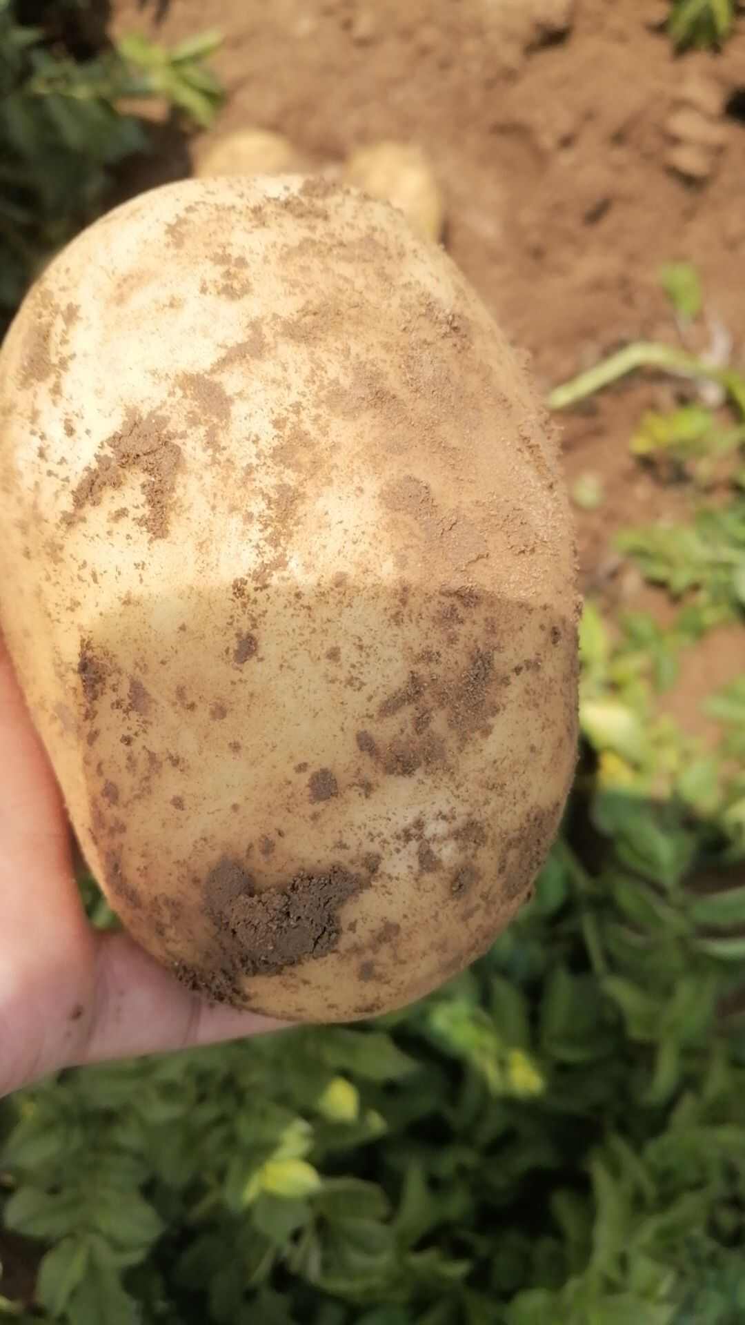土豆沃土荷兰基地直发