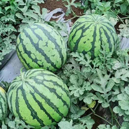 宜城市精品西瓜大量上市美都8424产地直发皮薄个大甜度高发全国