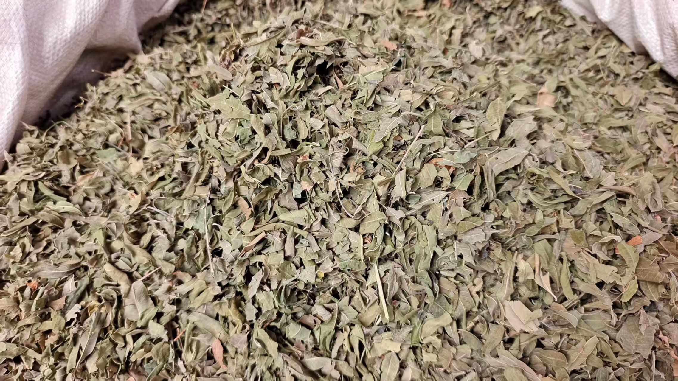 罗布麻叶 草药干货 2斤包邮 量大优惠