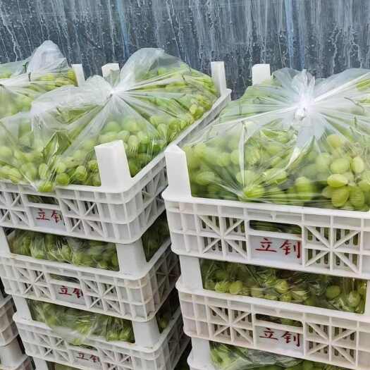 广宗县葡萄颗粒饱满，色泽透亮，大棚葡萄，无套袋