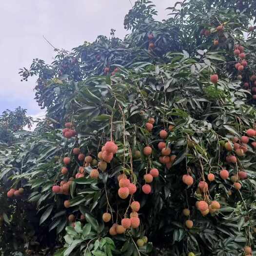 广州桂味荔枝，肉厚核小，清甜可口