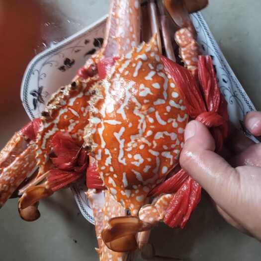 惠州惠州本地蓝花蟹.远的地方建议熟冻发货.近的地方不用.
