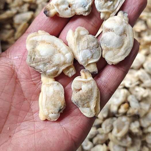 东港市花甲肉大规格480粒
