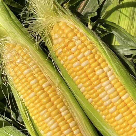 太康县新鲜水果玉米批量出售