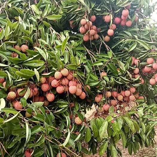 桂平市广西桂平新鲜桂味荔枝 热带水果现摘现发