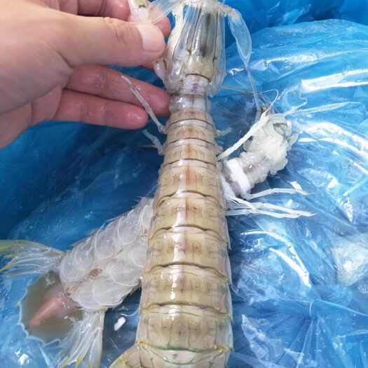 惠州惠州本地膏虾.远的地方建议熟冻发货包鲜.近的可以顺风车60