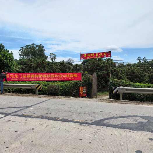 恩平市增城挂绿荔枝