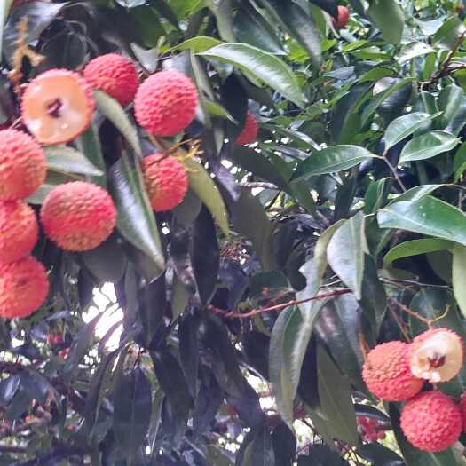北流市广西北流桂味荔枝大量上市，小核脆甜多汁欢迎老板前来考查收购