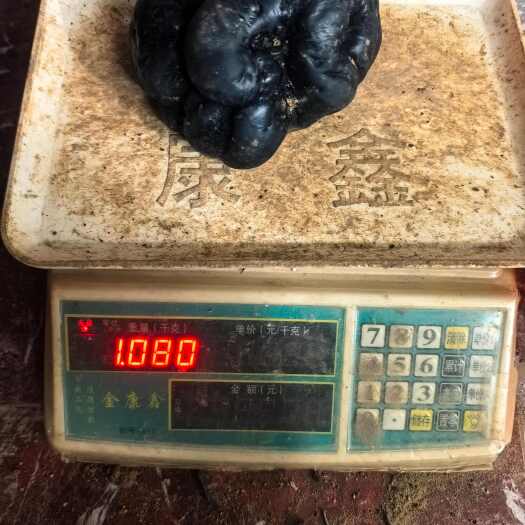 乌灵参